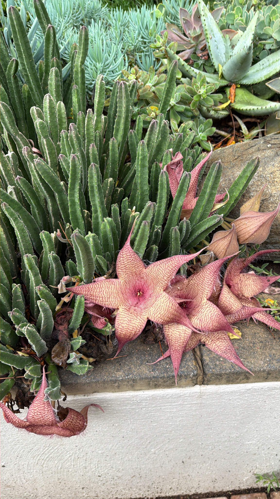 Zulu Giant (Stapelia gigantea)