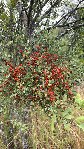 Redberry Mistletoe (Viscum rotundifolium)