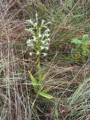 Habenaria nyikana, photograph 2