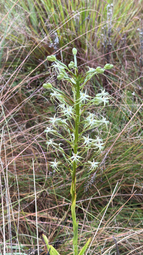 Greenpad Ghost Orchid (Habenaria nyikana)