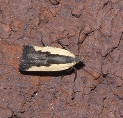 Dichomeris serrativittella