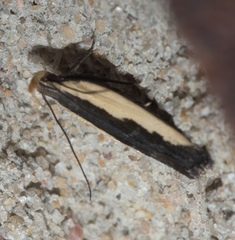Dichomeris serrativittella
