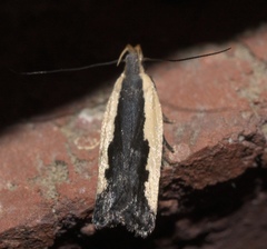 Dichomeris serrativittella