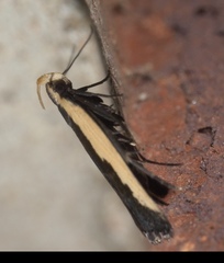 Dichomeris serrativittella