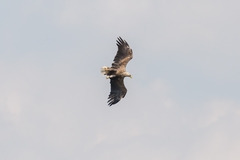 Haliaeetus albicilla