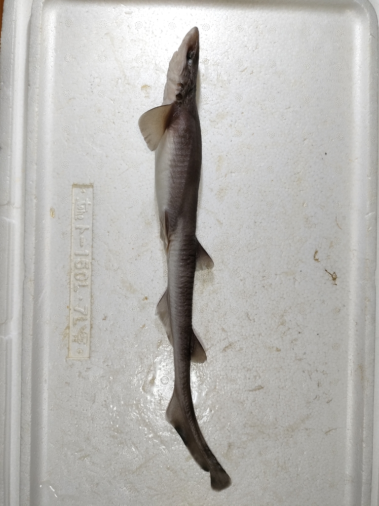 Gecko cat shark (Galeus eastmani) — Scyliorhinidae