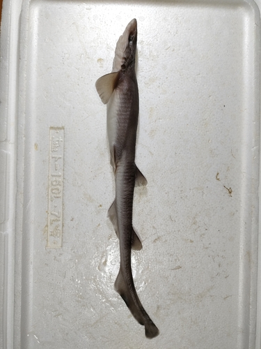 Gecko cat shark (Galeus eastmani) — Scyliorhinidae