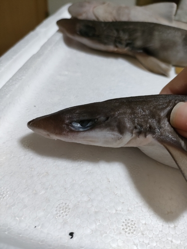Gecko cat shark (Galeus eastmani) — Scyliorhinidae — 2