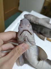 Gecko Catshark photo 3