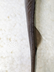 Gecko Catshark photo 4