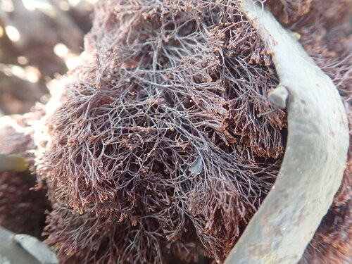 Wrack Siphon Weed (Vertebrata lanosa)