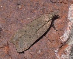 Dichomeris ventrellus