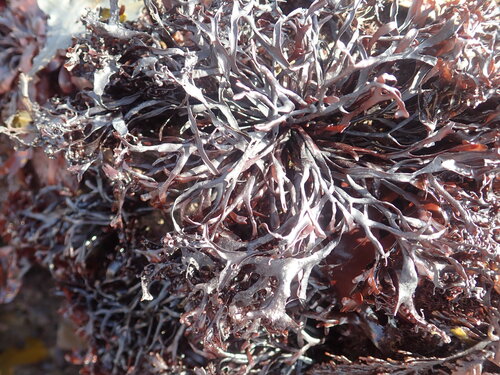 false Irish moss (Mastocarpus stellatus)