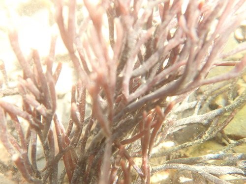 Clawed Forked Weed (Furcellaria lumbricalis)