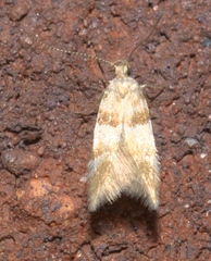 Theisoa constrictella