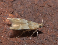 Theisoa constrictella