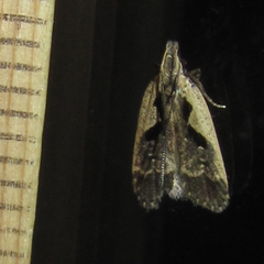 Dichomeris setosella