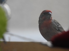 Haemorhous mexicanus