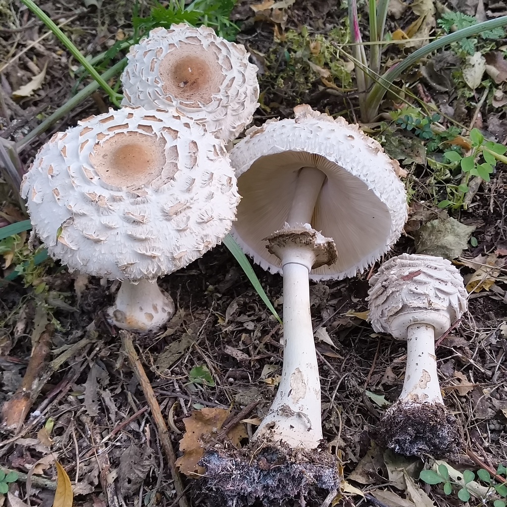 Chlorophyllum rhacodes · March 2026 · photo: © zedt (iNaturalist, cc-by)