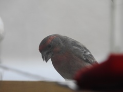 Haemorhous mexicanus