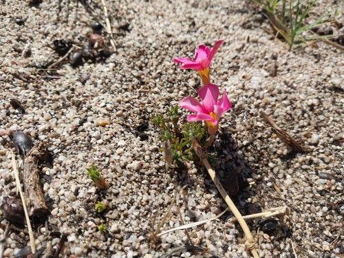 Tropical woodsorrel (Oxalis hirta)
