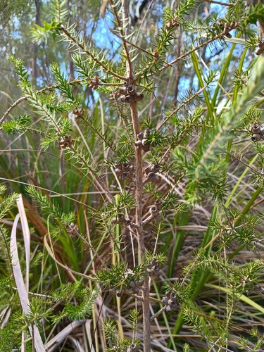 swamp honey-myrtle (Melaleuca squamea)