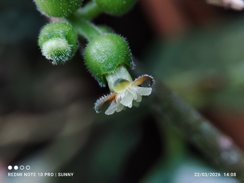 Urophyllum hirsutum observed 2026-03-22