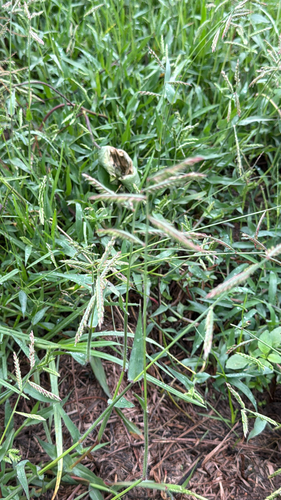 Gonyagrass (Urochloa trichopus)