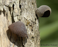 Auricularia