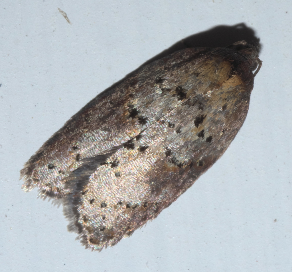 Viburnum Acleris Moth