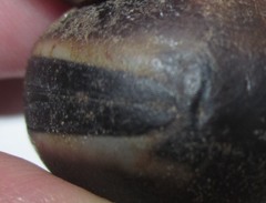 Mucuna sloanei