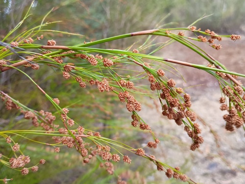 tassel cord-rush (Baloskion tetraphyllum)