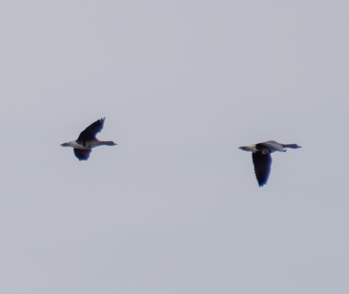 Greater White-fronted Goose