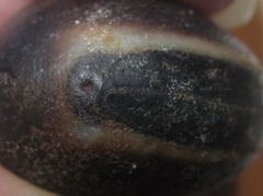 Mucuna sloanei