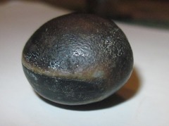 Mucuna sloanei