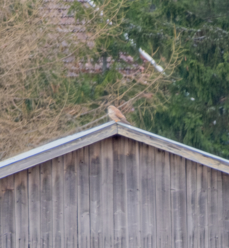 Eurasian Kestrel