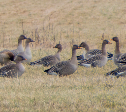 Taiga Bean Goose