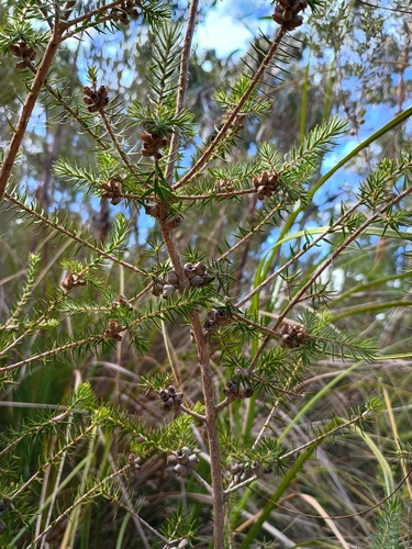 Melaleuca squamea, photograph 3