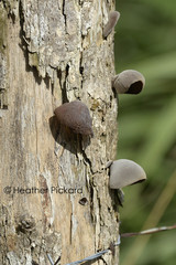 Auricularia