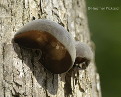 Auricularia
