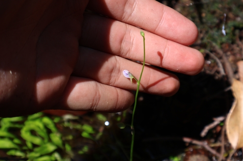 Asian Bladderwort (Utricularia uliginosa)