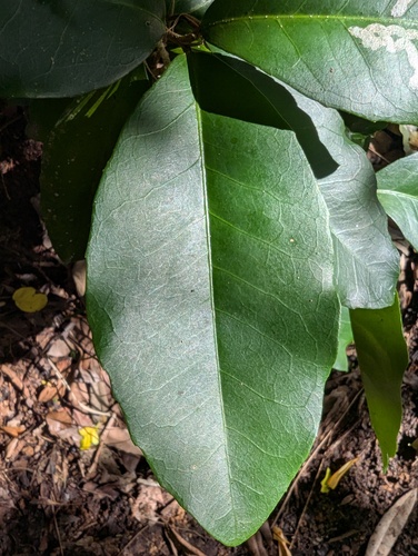 Croton acronychioides, 2026-03-22