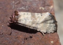 Platphalonidia lavana