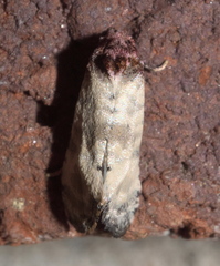 Platphalonidia lavana