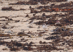 Anarhynchus frontalis