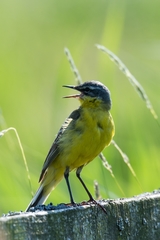 Motacilla flava flava