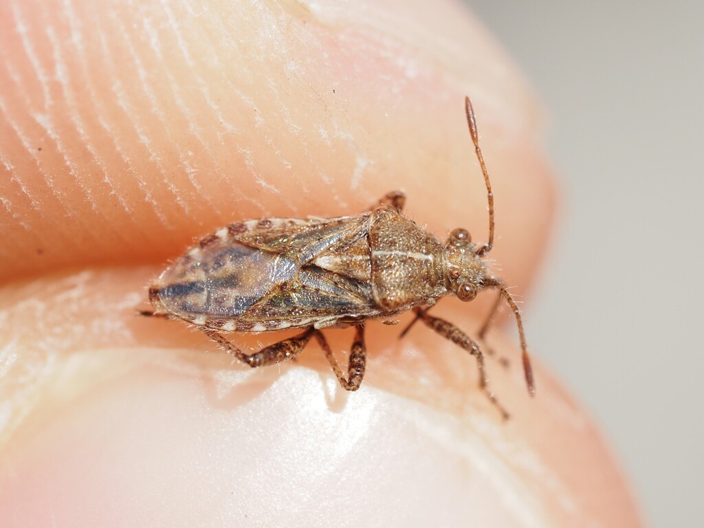 Rhopalus distinctus