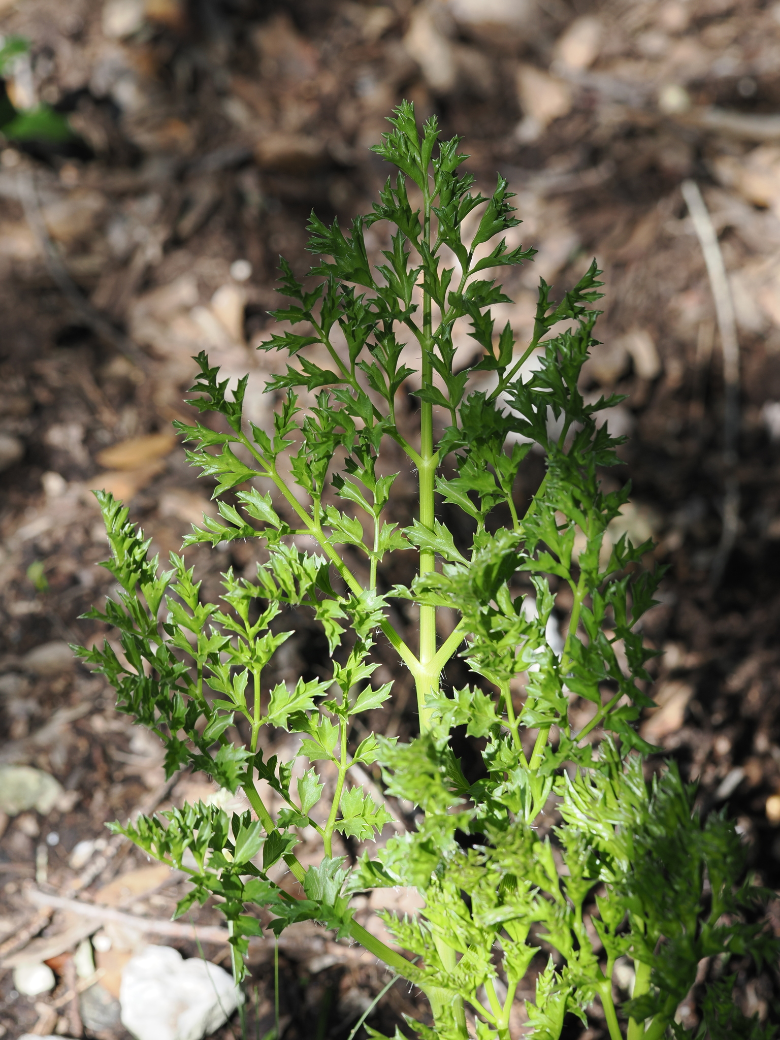 French Sermountain (Laserpitium gallicum)