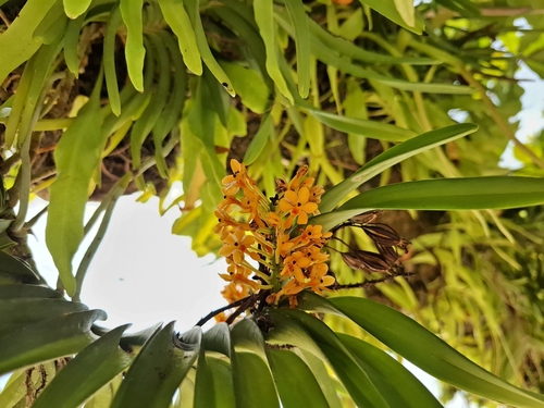 Insularum Orchid