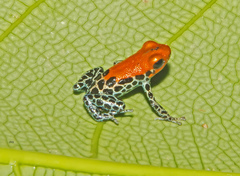 Ranitomeya reticulata